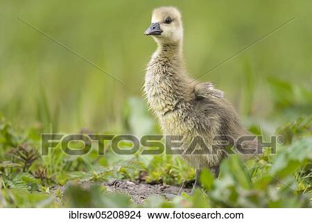 Picture - Greylag goose (Anser anser) Gössel, Lower Saxony, Germany, Europe. Fotosearch