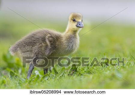 Greylag goose (Anser anser) Gössel, Lower Saxony, Germany, Europe View Large Photo Image Picture - Greylag goose (Anser anser) Gössel, Lower Saxony, Germany, Europe. Fotosearch