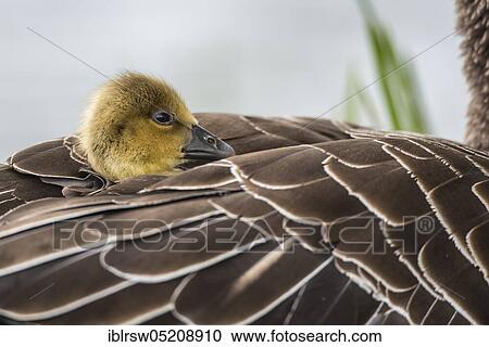 Stock Image - Greylag goose (Anser anser) Gössel, Lower Saxony, Germany, Europe. Fotosearch
