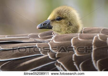 Stock Image - Greylag goose (Anser anser) Gössel, Lower Saxony, Germany, Europe. Fotosearch