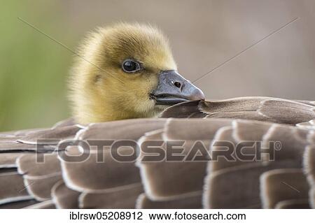 Greylag goose (Anser anser) Gössel, Lower Saxony, Germany, Europe View Large Photo Image Stock Image - Greylag goose (Anser anser) Gössel, Lower Saxony, Germany, Europe. Fotosearch