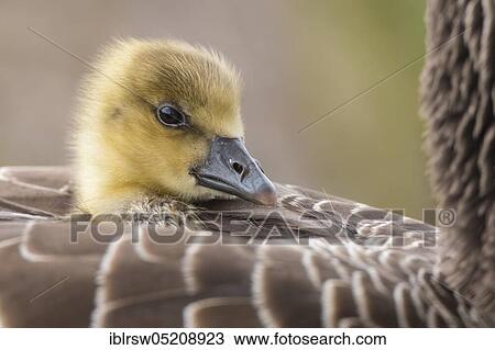Greylag goose (Anser anser) Gössel, Lower Saxony, Germany, Europe View Large Photo Image Stock Image - Greylag goose (Anser anser) Gössel, Lower Saxony, Germany, Europe. Fotosearch