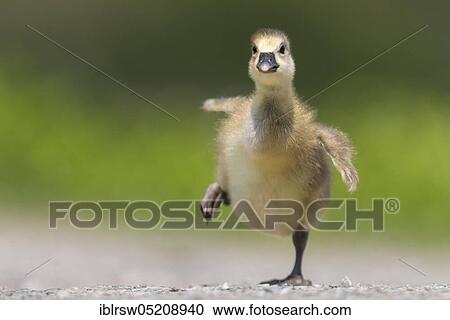 Stock Image - Greylag goose (Anser anser) Gössel, Lower Saxony, Germany, Europe. Fotosearch