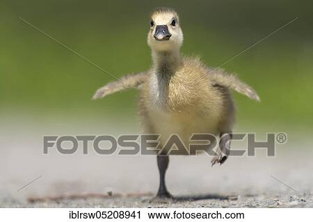 Greylag goose (Anser anser) Gössel, Lower Saxony, Germany, Europe View Large Photo Image Stock Image - Greylag goose (Anser anser) Gössel, Lower Saxony, Germany, Europe. Fotosearch