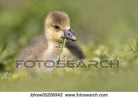 Greylag goose (Anser anser) Gössel, Lower Saxony, Germany, Europe View Large Photo Image Stock Image - Greylag goose (Anser anser) Gössel, Lower Saxony, Germany, Europe. Fotosearch