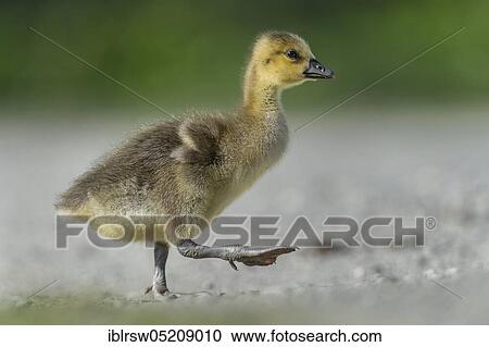 Stock Image - Greylag goose (Anser anser) Gössel, Lower Saxony, Germany, Europe. Fotosearch