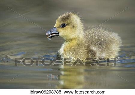 Greylag goose (Anser anser) Gössel, Lower Saxony, Germany, Europe View Large Photo Image Stock Photo - Greylag goose (Anser anser) Gössel, Lower Saxony, Germany, Europe. Fotosearch