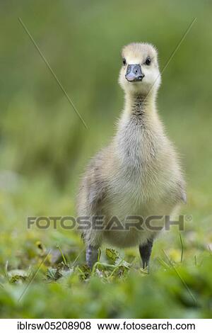 Greylag goose (Anser anser) Gössel, Lower Saxony, Germany, Europe View Large Photo Image Stock Photo - Greylag goose (Anser anser) Gössel, Lower Saxony, Germany, Europe. Fotosearch