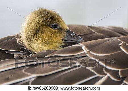 Greylag goose (Anser anser) Gössel, Lower Saxony, Germany, Europe View Large Photo Image Stock Photo - Greylag goose (Anser anser) Gössel, Lower Saxony, Germany, Europe. Fotosearch