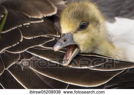 Stock Photo - Greylag goose (Anser anser) Gössel, Lower Saxony, Germany, Europe. Fotosearch
