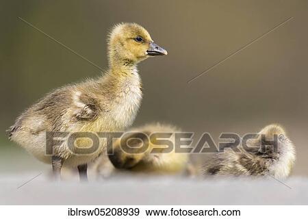 Greylag goose (Anser anser) Gössel, Lower Saxony, Germany, Europe View Large Photo Image Stock Photo - Greylag goose (Anser anser) Gössel, Lower Saxony, Germany, Europe. Fotosearch