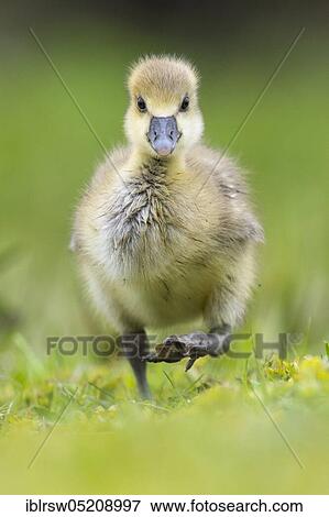 Stock Photo - Greylag goose (Anser anser) Gössel, Lower Saxony, Germany, Europe. Fotosearch