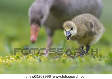 Stock Photograph - Greylag goose (Anser anser) Gössel, Lower Saxony, Germany, Europe. Fotosearch