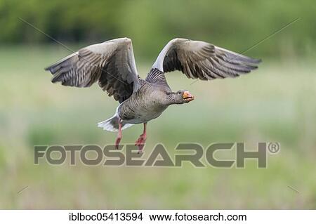 Greylag goose (Anser anser), Hanover, Lower Saxony, Germany, Europe View Large Photo Image Picture - Greylag goose (Anser anser), Hanover, Lower Saxony, Germany, Europe. Fotosearch