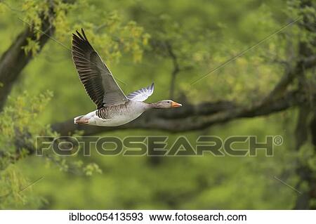 Stock Image - Greylag goose (Anser anser), Hanover, Lower Saxony, Germany, Europe. Fotosearch