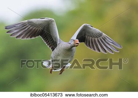 Stock Image - Greylag goose (Anser anser), Hanover, Lower Saxony, Germany, Europe. Fotosearch