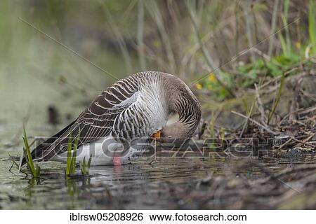Stock Photograph - Greylag goose (Anser anser) Lower Saxony, Germany, Europe. Fotosearch