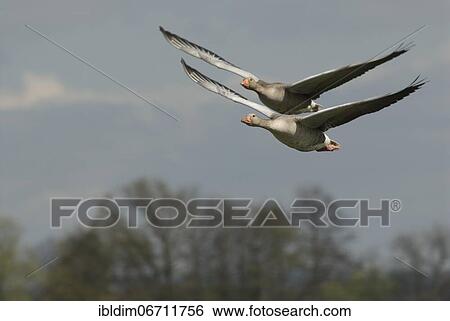 Greylag goose (Anser anser) Pair of geese in flight, North Rhine-Westphalia, Germany, Europe View Large Photo Image Stock Photograph - Greylag goose (Anser anser) Pair of geese in flight, North Rhine-Westphalia, Germany, Europe. Fotosearch