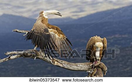 Griffon vulture (Gyps fulvus), at Luderplatz, Castilla-La Mancha, Spain, Europe View Large Photo Image Stock Photo - Griffon vulture (Gyps fulvus), at Luderplatz, Castilla-La Mancha, Spain, Europe. Fotosearch