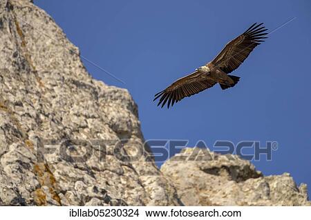 Griffon vulture (Gyps fulvus), Andalusia, Spain, Europe View Large Photo Image Picture - Griffon vulture (Gyps fulvus), Andalusia, Spain, Europe. Fotosearch