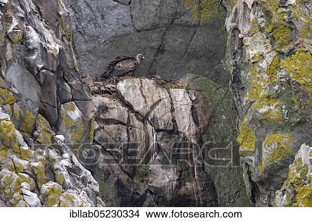 Picture - Griffon vulture (Gyps fulvus), Andalusia, Spain, Europe. Fotosearch