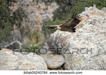 Griffon vulture (Gyps fulvus), Andalusia, Spain, Europe View Large Photo Image Picture - Griffon vulture (Gyps fulvus), Andalusia, Spain, Europe. Fotosearch