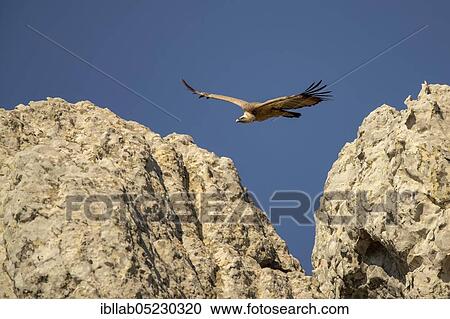 Griffon vulture (Gyps fulvus), Andalusia, Spain, Europe View Large Photo Image Stock Image - Griffon vulture (Gyps fulvus), Andalusia, Spain, Europe. Fotosearch