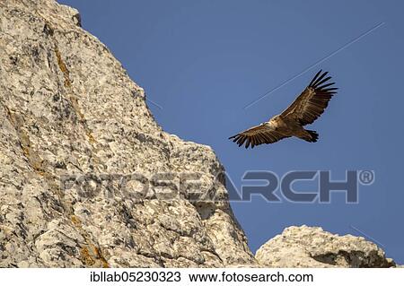 Griffon vulture (Gyps fulvus), Andalusia, Spain, Europe View Large Photo Image Stock Image - Griffon vulture (Gyps fulvus), Andalusia, Spain, Europe. Fotosearch