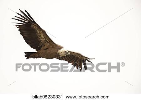 Griffon vulture (Gyps fulvus), Andalusia, Spain, Europe View Large Photo Image Stock Image - Griffon vulture (Gyps fulvus), Andalusia, Spain, Europe. Fotosearch