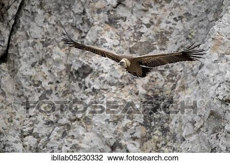 Griffon vulture (Gyps fulvus), Andalusia, Spain, Europe View Large Photo Image Stock Image - Griffon vulture (Gyps fulvus), Andalusia, Spain, Europe. Fotosearch