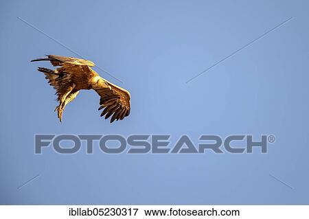 Griffon vulture (Gyps fulvus), Andalusia, Spain, Europe View Large Photo Image Stock Photo - Griffon vulture (Gyps fulvus), Andalusia, Spain, Europe. Fotosearch
