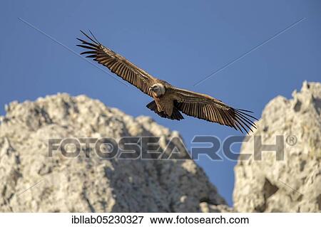 Griffon vulture (Gyps fulvus), Andalusia, Spain, Europe View Large Photo Image Stock Photo - Griffon vulture (Gyps fulvus), Andalusia, Spain, Europe. Fotosearch