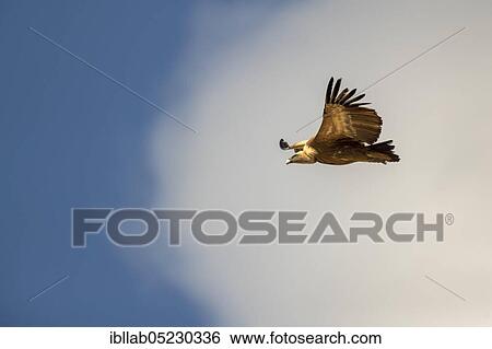 Griffon vulture (Gyps fulvus), Andalusia, Spain, Europe View Large Photo Image Stock Photograph - Griffon vulture (Gyps fulvus), Andalusia, Spain, Europe. Fotosearch