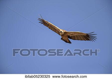 Griffon vulture (Gyps fulvus), Andalusia, Spain, Europe View Large Photo Image Stock Photography - Griffon vulture (Gyps fulvus), Andalusia, Spain, Europe. Fotosearch