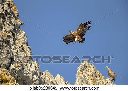 Griffon vulture (Gyps fulvus), Andalusia, Spain, Europe View Large Photo Image Stock Photography - Griffon vulture (Gyps fulvus), Andalusia, Spain, Europe. Fotosearch