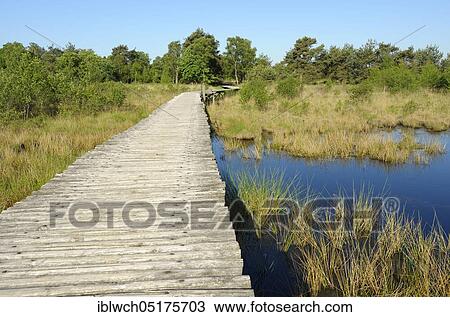 Groote Peel National Park, Knueppelweg in the moor, May, Province of Limburg, The Netherlands, Europe View Large Photo Image Stock Image - Groote Peel National Park, Knueppelweg in the moor, May, Province of Limburg, The Netherlands, Europe. Fotosearch