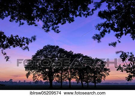 Picture - Group of trees at sunset, Boller Moor, Lower Saxony, Germany, Europe. Fotosearch