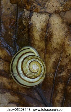 Grove snail (Cepaea nemoralis) on beech leaf, Rügen, Mecklenburg-Vorpommern, Germany, Europe View Large Photo Image Stock Image - Grove snail (Cepaea nemoralis) on beech leaf, Rügen, Mecklenburg-Vorpommern, Germany, Europe. Fotosearch
