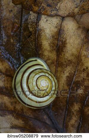 Stock Photo - Grove snail (Cepaea nemoralis) on beech leaf, Jasmund National Park, Rügen, Mecklenburg-Vorpommern, Germany, Europe. Fotosearch