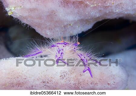 Hairy sponge crab (Lauriea siagiani), Florida Islands, Solomon Islands, Oceania View Large Photo Image Stock Image - Hairy sponge crab (Lauriea siagiani), Florida Islands, Solomon Islands, Oceania. Fotosearch