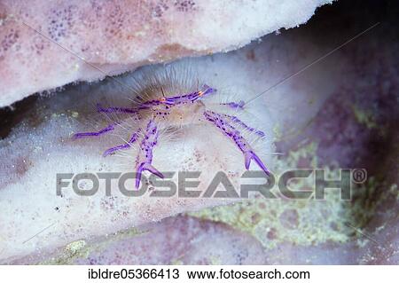 Hairy sponge crab (Lauriea siagiani), Florida Islands, Solomon Islands, Oceania View Large Photo Image Stock Image - Hairy sponge crab (Lauriea siagiani), Florida Islands, Solomon Islands, Oceania. Fotosearch