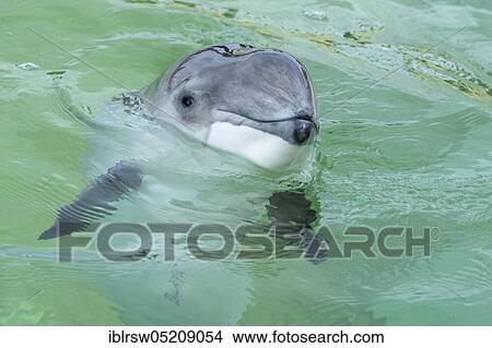Harbour porpoise (Phocoena phocoena) Eco Mare, De Koog, Texel, Netherlands View Large Photo Image Picture - Harbour porpoise (Phocoena phocoena) Eco Mare, De Koog, Texel, Netherlands. Fotosearch