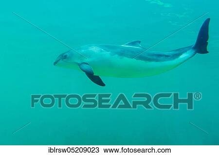 Stock Image - Harbour porpoise (Phocoena phocoena) Eco Mare, De Koog, Texel, Netherlands. Fotosearch