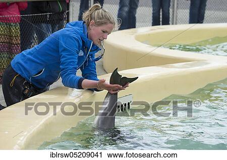 Stock Image - Harbour porpoise (Phocoena phocoena) Eco Mare, De Koog, Texel, Netherlands. Fotosearch
