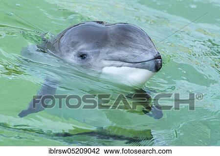 Stock Image - Harbour porpoise (Phocoena phocoena) Eco Mare, De Koog, Texel, Netherlands. Fotosearch