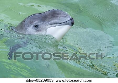 Harbour porpoise (Phocoena phocoena) Eco Mare, De Koog, Texel, Netherlands View Large Photo Image Stock Image - Harbour porpoise (Phocoena phocoena) Eco Mare, De Koog, Texel, Netherlands. Fotosearch
