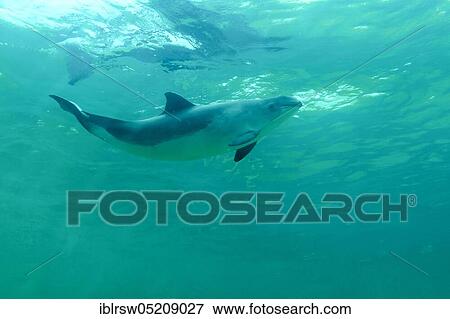 Stock Photo - Harbour porpoise (Phocoena phocoena) Eco Mare, De Koog, Texel, Netherlands. Fotosearch