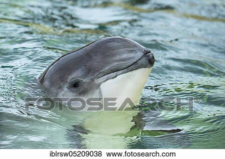 Stock Photo - Harbour porpoise (Phocoena phocoena) Eco Mare, De Koog, Texel, Netherlands. Fotosearch