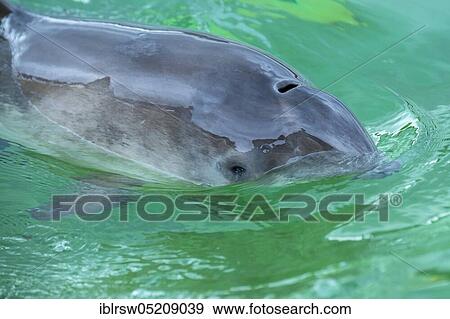 Stock Photo - Harbour porpoise (Phocoena phocoena) Eco Mare, De Koog, Texel, Netherlands. Fotosearch