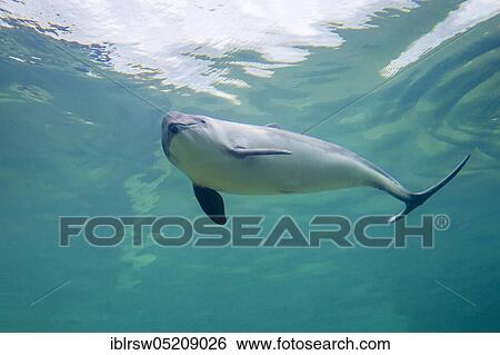 Stock Photograph - Harbour porpoise (Phocoena phocoena) Eco Mare, De Koog, Texel, Netherlands. Fotosearch